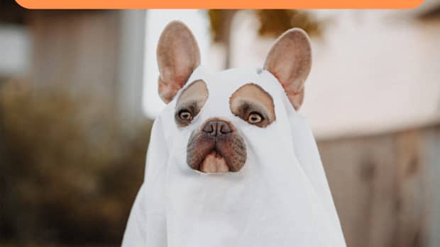 spooky-halloween-names-for-dogs-and-cats