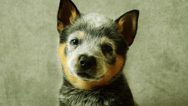 why-australian-cattle-dogs-arent-for-everyone