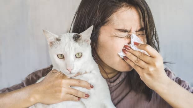 cat-allergies-explained-and-tips-that-can-help-to-deal-with-them