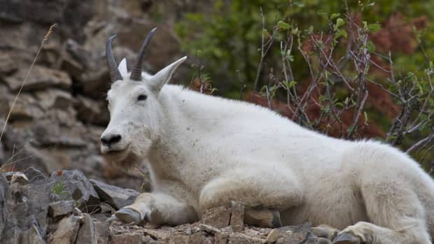 rocky-mountain-goat-characteristics-habitat-reproduction-diet-behavior