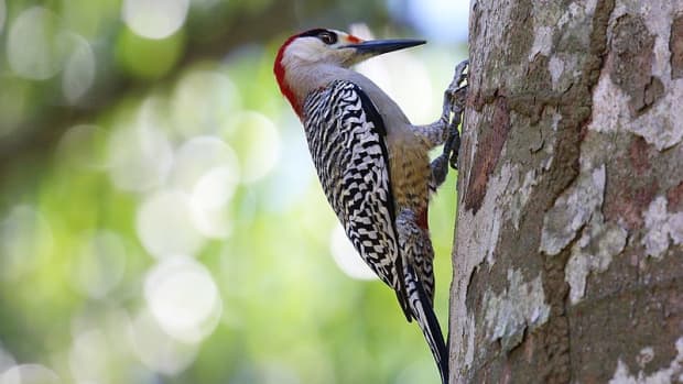 the-lives-of-woodpeckers-birds-that-keep-insects-under-control