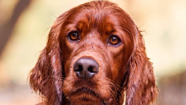 can-irish-setters-be-considered-as-ideal-family-dogs