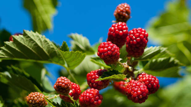 how-to-propagate-boysenberries