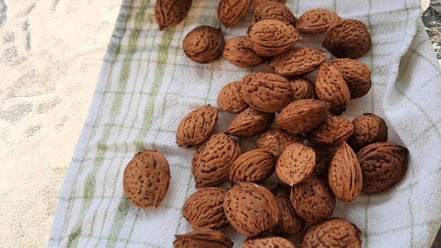 how-to-harvest-and-roast-almonds-in-pennsylvania