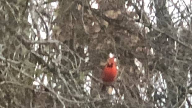 heavenly-red-cardinal-message-poem-with-reflection