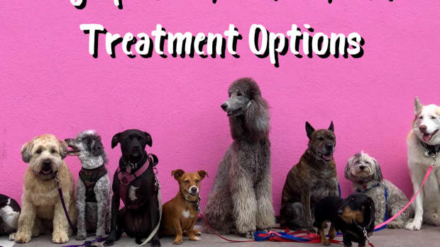 managing-eye-conditions-in-dogssymptoms-types-causes-and-suggested-treatment