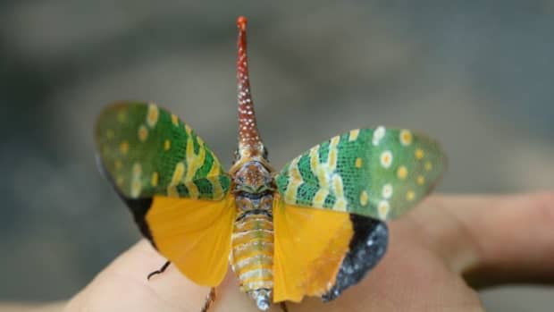 most-stunning-beautiful-insects