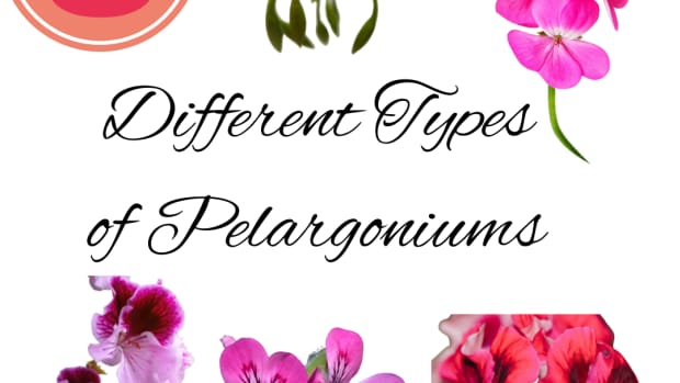 the-different-types-of-geraniums-pelargoniums