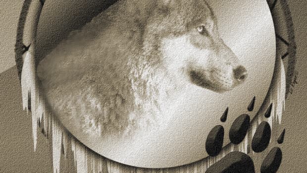 spirit-animal-wolf-and-the-teachings-of-your-intincts