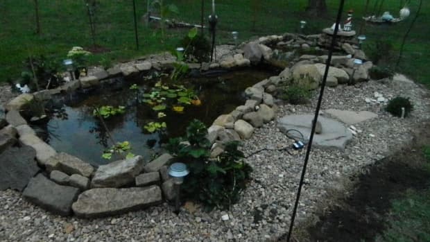lessons-learned-building-a-koi-pond-in-my-backyard