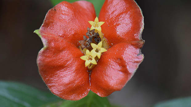 photos-of-flowers-from-costa-rica