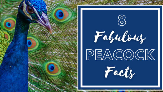 the-proud-peackcock-eight-fun-facts-on-the-indian-peacock