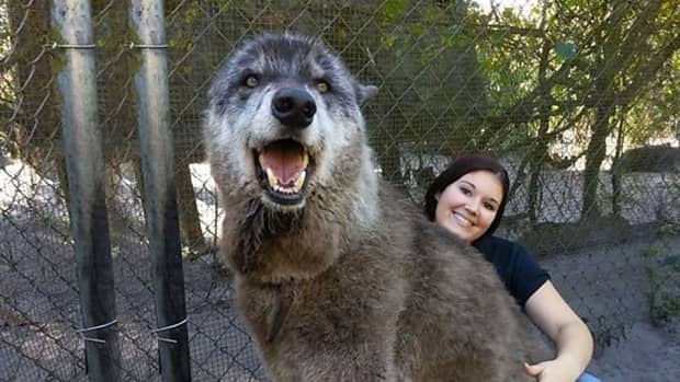 11-largest-wolves-in-the-world