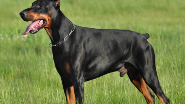 everything-you-need-to-know-about-the-doberman-dog