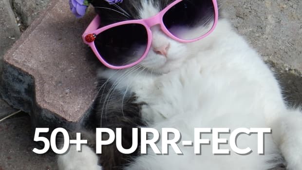 50-purr-fect-cat-puns-that-are-totally-paw-some