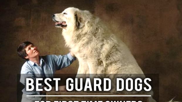 11-best-guard-dogs