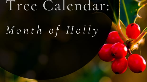 the-celtic-month-of-holly