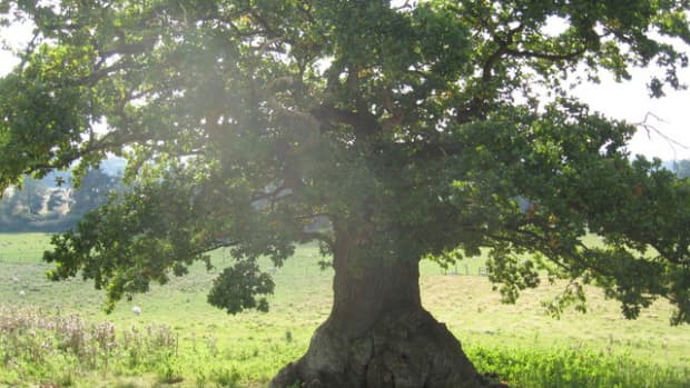 how-to-tell-a-trees-age