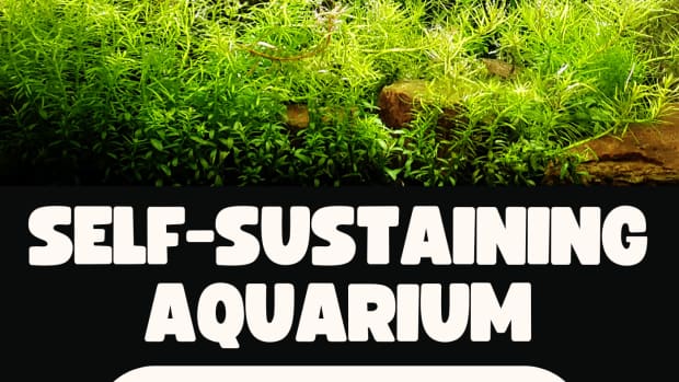 sustainableaquarium