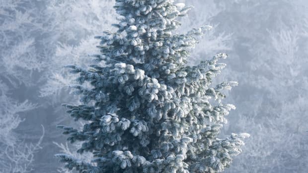 symbolism-of-christmas-tree