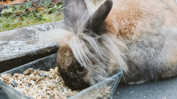 rabbit-wont-eat-hay