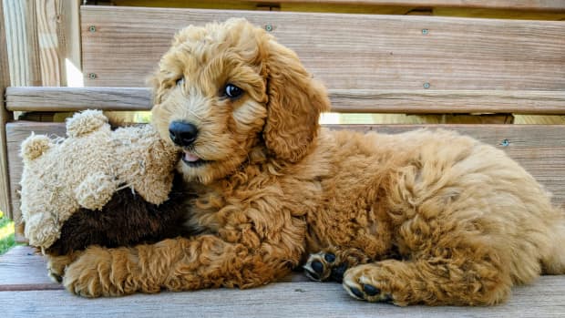 Toy Goldendoodle: Updated facts for 2023 - Happy Oodles