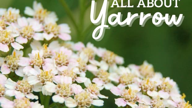 yarrow-facts-folklore-uses-recipes