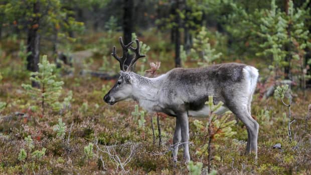 reindeer-and-myths-from-lapland