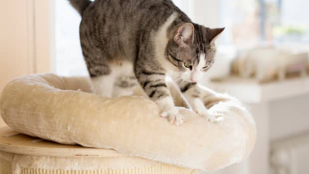 why-do-cats-knead-the-mysterious-case-of-the-cat-kneading-behaviour