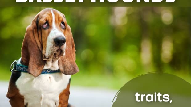 basset-hounds-things-you-should-know-before-choosing-this-breed-of-dog