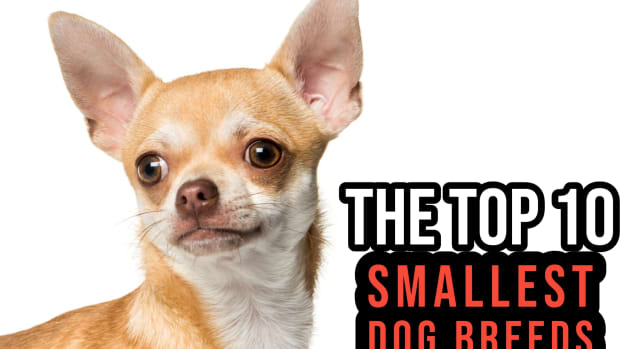 the-top-10-smallest-dog-breeds