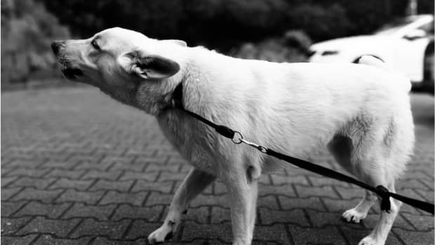 how-to-stop-a-dog-from-being-reactive-on-leash