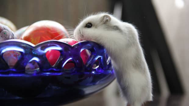 about-hamster-pet