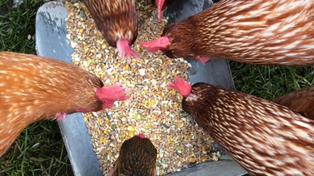 can-chickens-eat-sunflower-seeds