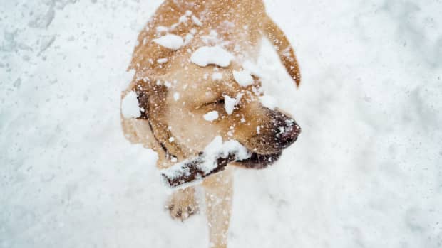 5-ways-to-remove-snowballs-from-your-dogs-fur