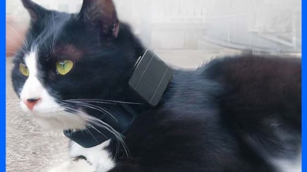 what-features-should-a-best-pet-gps-tracker-have