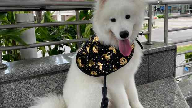 dog-aggressive-in-the-car