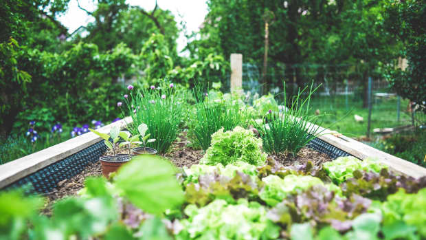 creating-an-herb-garden