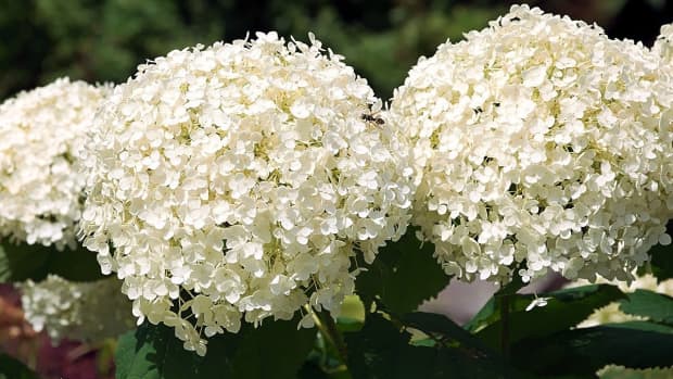 late-blooming-hydrangea-varieties-for-your-garden