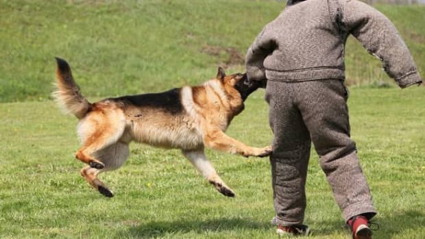 how-to-train-dogs-for-ferocity