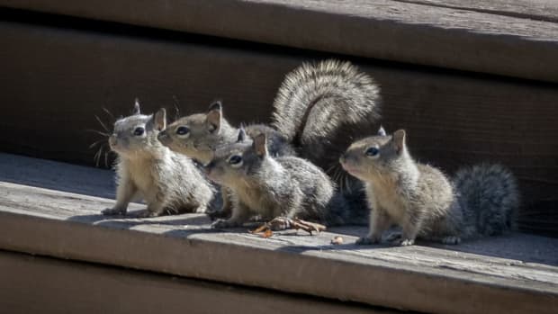 how-do-squirrels-have-babies