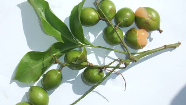 10-surprising-health-benefits-of-spanish-limes-mamoncillos