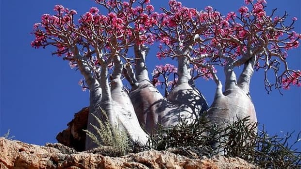 socotra-island-the-most-exotic-nature-and-wildlife-in-the-earth