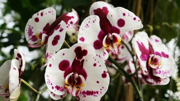 phalaenopsis-orchid-basic-care