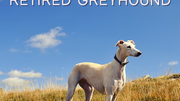 retired-racing-greyhounds-as-pets-rescue-dogs-adoption-puppies-greyhound-homes-for-unwanted-abandoned-greyhounds