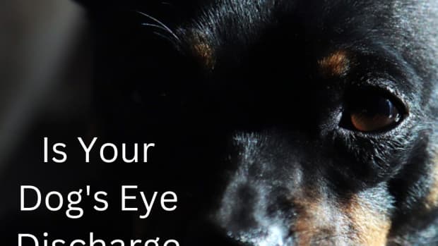 what-color-should-my-dogs-eye-discharge-boogers-be