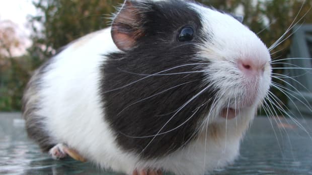 guinea-pig-sneezing-causes-and-when-its-a-concern