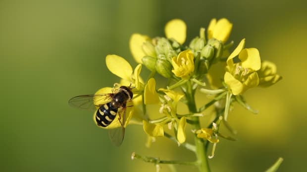 why-are-native-pollinators-important-and-what-farmers-can-do-to-protect-them