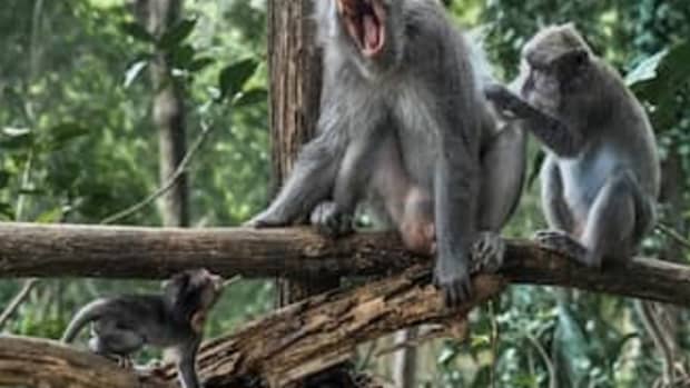 monkeypox-transmission-infection-identified-in-the-testicles-of-macaques
