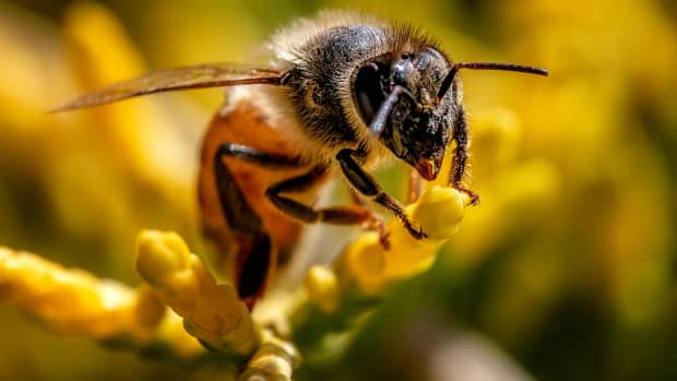 why-we-cant-live-without-bees